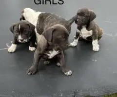Weaned Pit Bull puppies