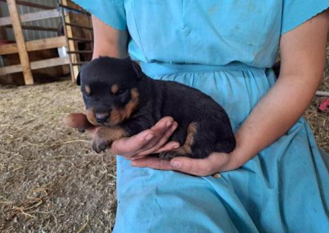 3 boy Rottweiler pups for sale