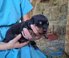 3 boy Rottweiler pups for sale