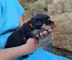 3 boy Rottweiler pups for sale