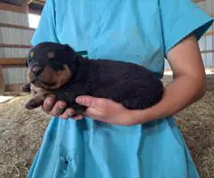 3 boy Rottweiler pups for sale