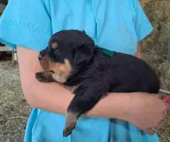 3 boy Rottweiler pups for sale