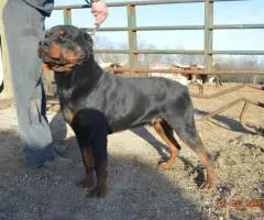 3 boy Rottweiler pups for sale