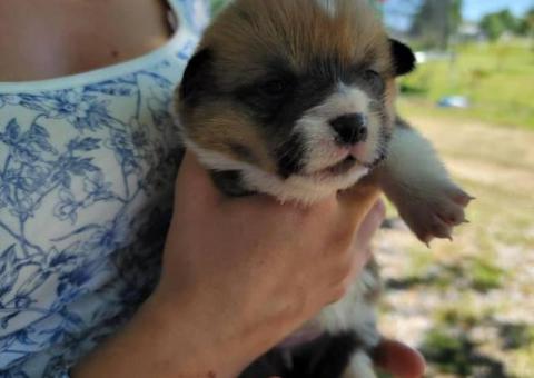Welsh Corgis
