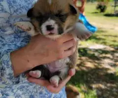 Welsh Corgis