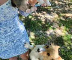 Welsh Corgis