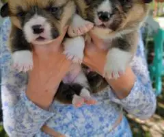 Welsh Corgis