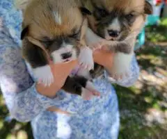 Welsh Corgis