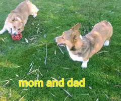 Welsh Corgis