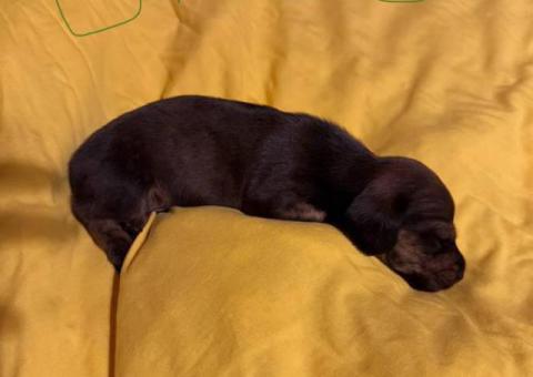 5 Dachshund Puppies for sale