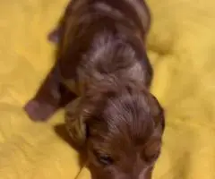 5 Dachshund Puppies for sale