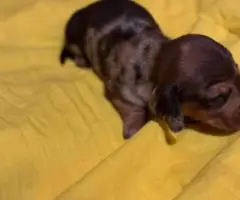 5 Dachshund Puppies for sale