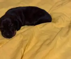 5 Dachshund Puppies for sale