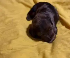 5 Dachshund Puppies for sale