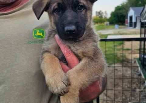 Purebred German Shepherd puppies