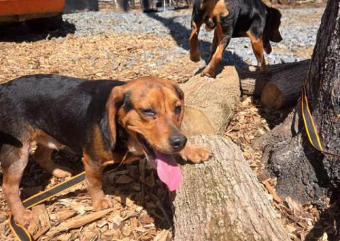 2 Male Beagle puppies for sale