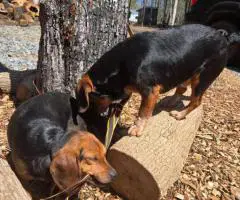 2 Male Beagle puppies for sale