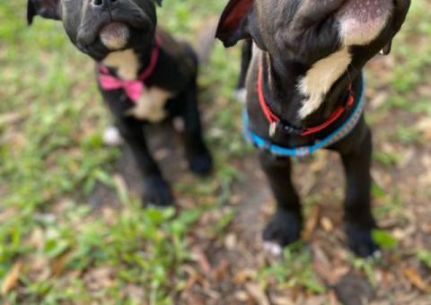 Male and female Pitbull puppies