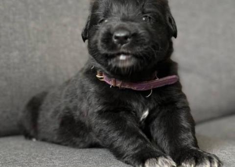 2 Golden Retriever x German Shepherd puppies for sale