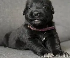 2 Golden Retriever x German Shepherd puppies for sale