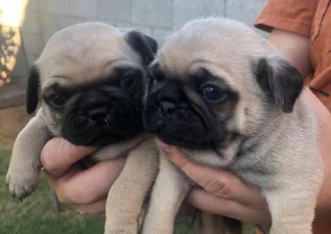2 Purebred puppies Pug for sale