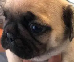2 Purebred puppies Pug for sale