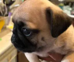 2 Purebred puppies Pug for sale