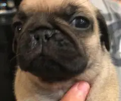 2 Purebred puppies Pug for sale