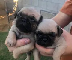 2 Purebred puppies Pug for sale