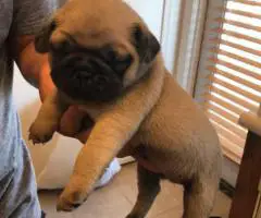 2 Purebred puppies Pug for sale