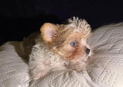 Exotic Teacup Yorkie puppies for sale