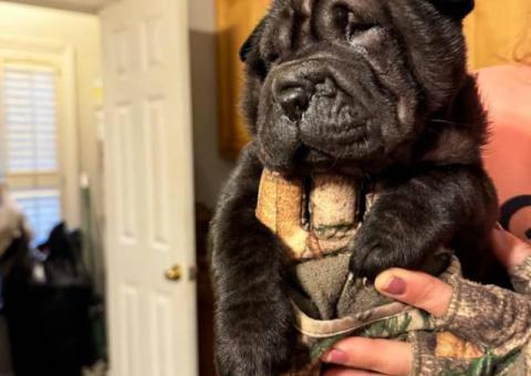 AKC registered purebred Shar Pei puppies