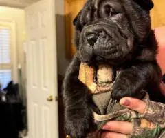 AKC registered purebred Shar Pei puppies