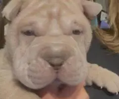 AKC registered purebred Shar Pei puppies