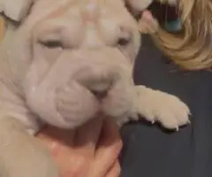 AKC registered purebred Shar Pei puppies