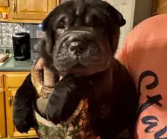 AKC registered purebred Shar Pei puppies