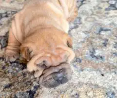 AKC registered purebred Shar Pei puppies