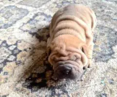 AKC registered purebred Shar Pei puppies