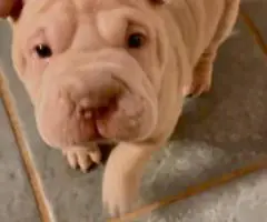 AKC registered purebred Shar Pei puppies