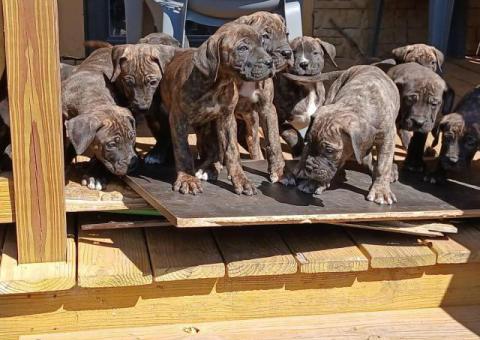 Strong and healthy Presa Canario puppies for sale