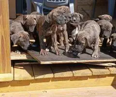 Strong and healthy Presa Canario puppies for sale