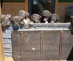 Strong and healthy Presa Canario puppies for sale