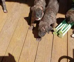 Strong and healthy Presa Canario puppies for sale