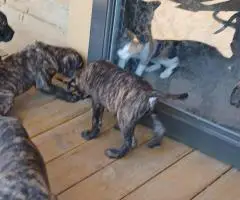 Strong and healthy Presa Canario puppies for sale