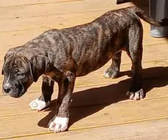 Strong and healthy Presa Canario puppies for sale