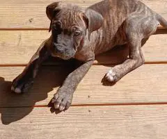 Strong and healthy Presa Canario puppies for sale