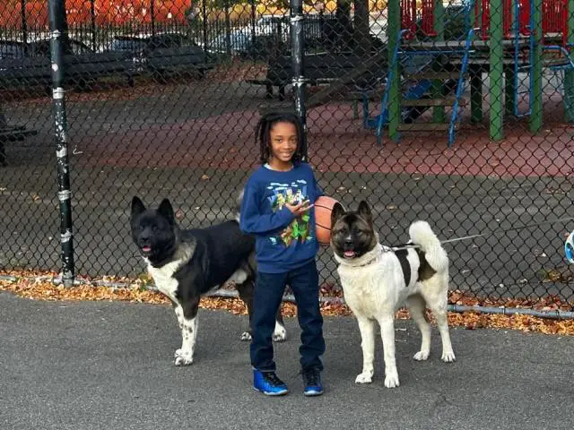 AKITA Puppies Coming Soon