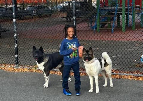 AKITA Puppies Coming Soon
