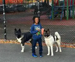 AKITA Puppies Coming Soon