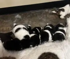 AKITA Puppies Coming Soon